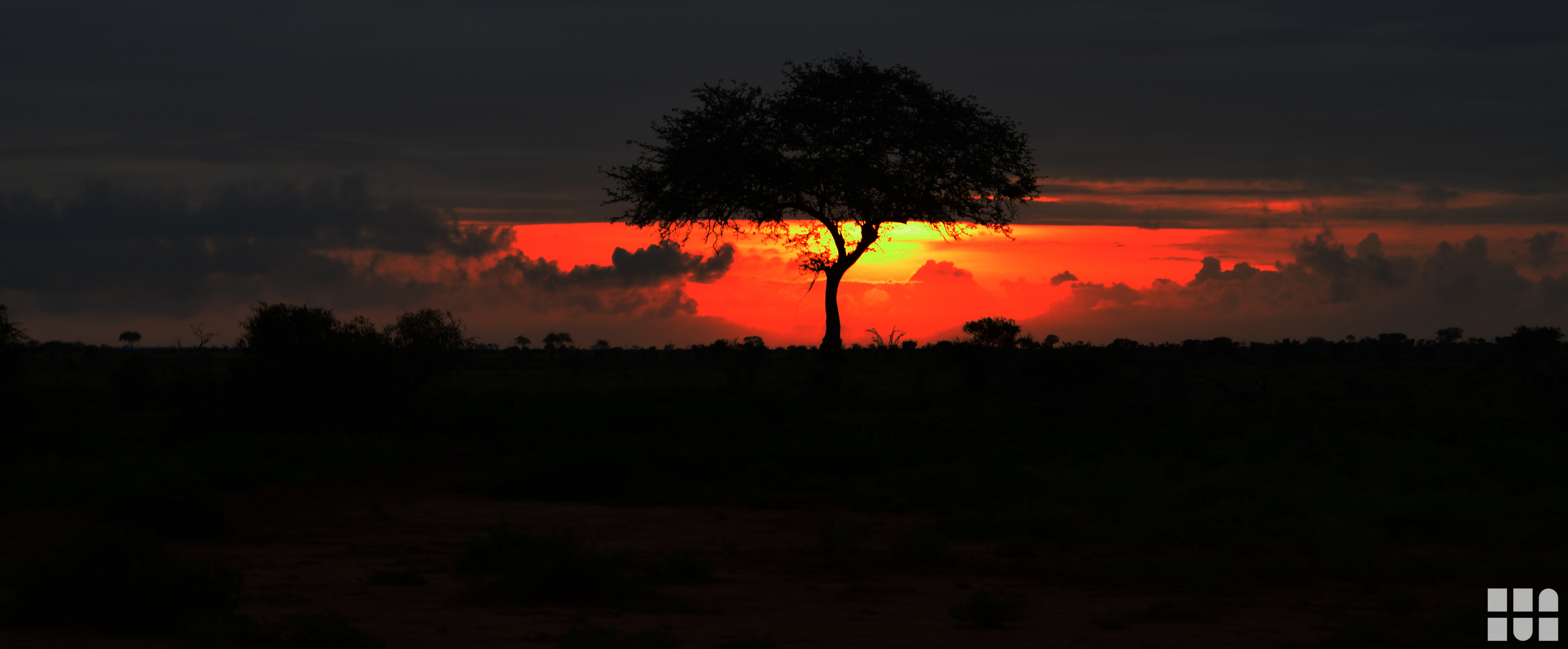 baumvorsonnenuntergang-4928x3264